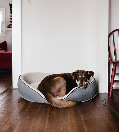 adorable-animal-bed-2248516.jpg