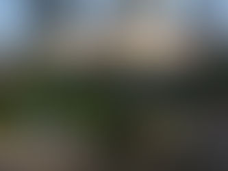 Essential Oil Spotlight: Eucalyptus