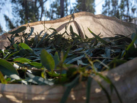 Essential Oil Spotlight: Eucalyptus