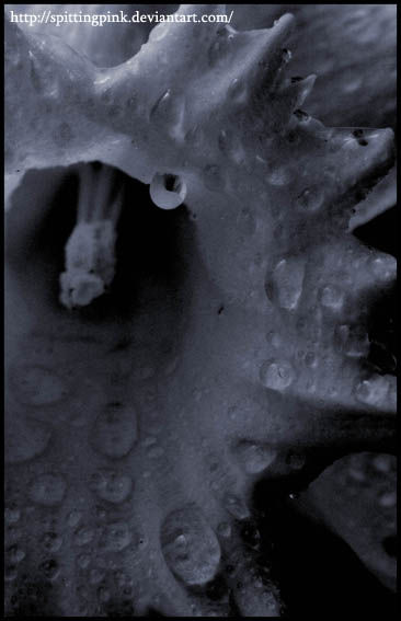 MoonFlower_by_SpittingPink