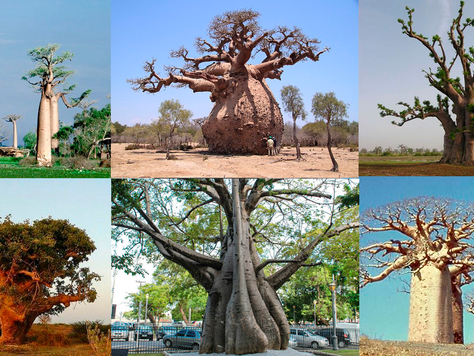 This very weird tree