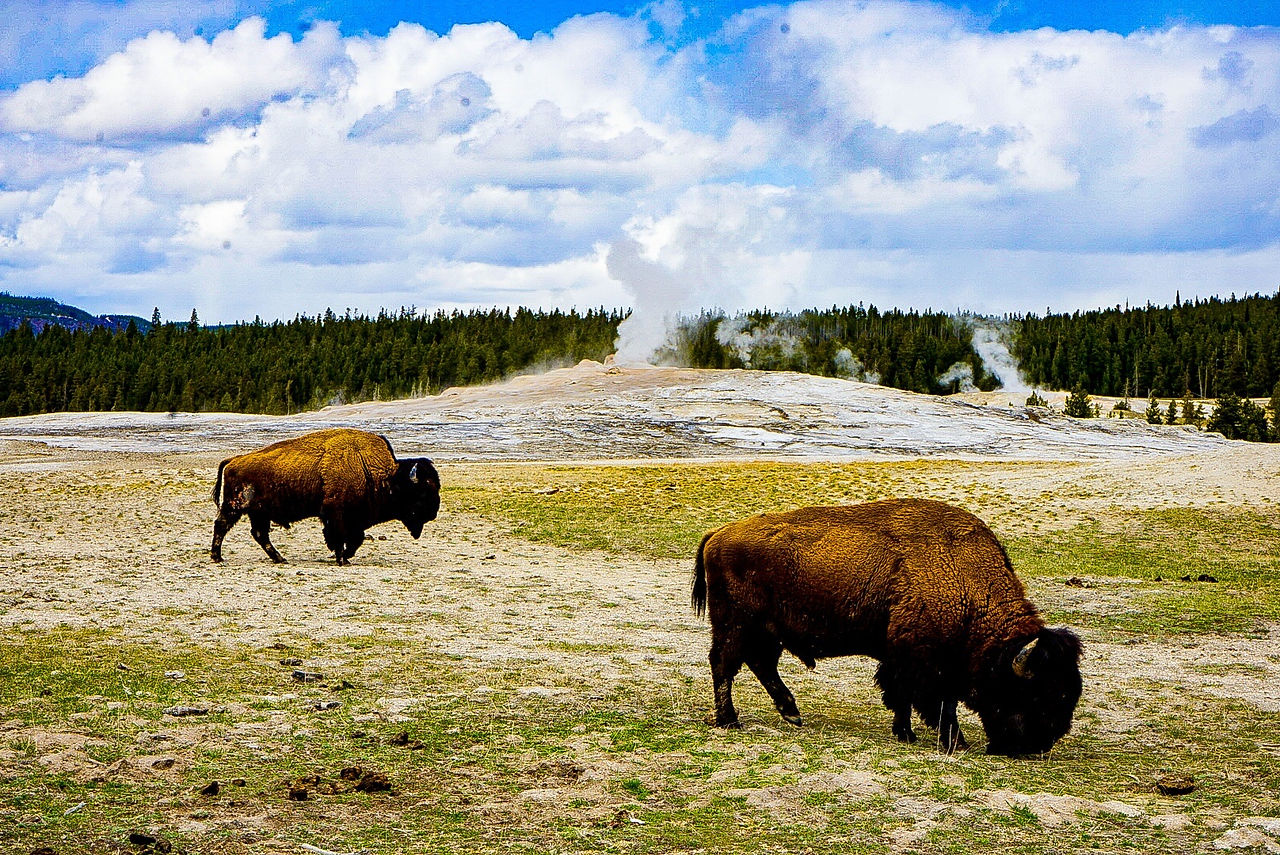 Bison completely unbothered by Old faithful