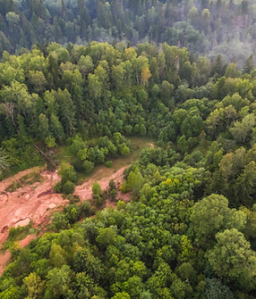 Aerial Forest View