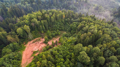 Foto aérea de un bosque