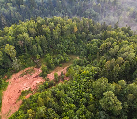 Aerial Forest View