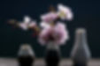 Cherry blossoms 2.jpg
