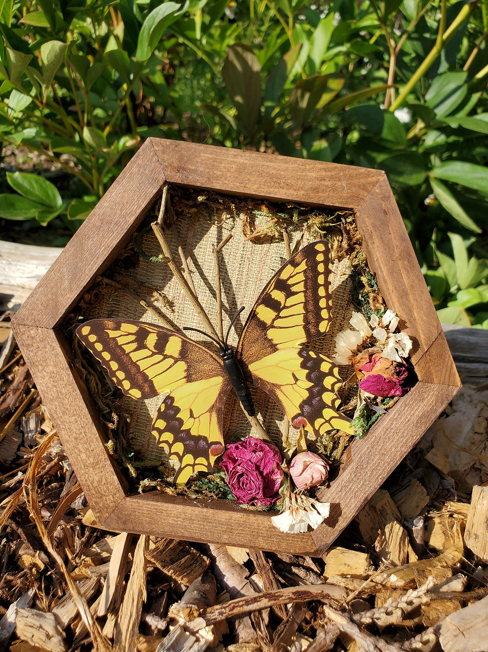 Thumbnail: Vegan Butterfly Display