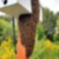 A swarm of bees on a post.