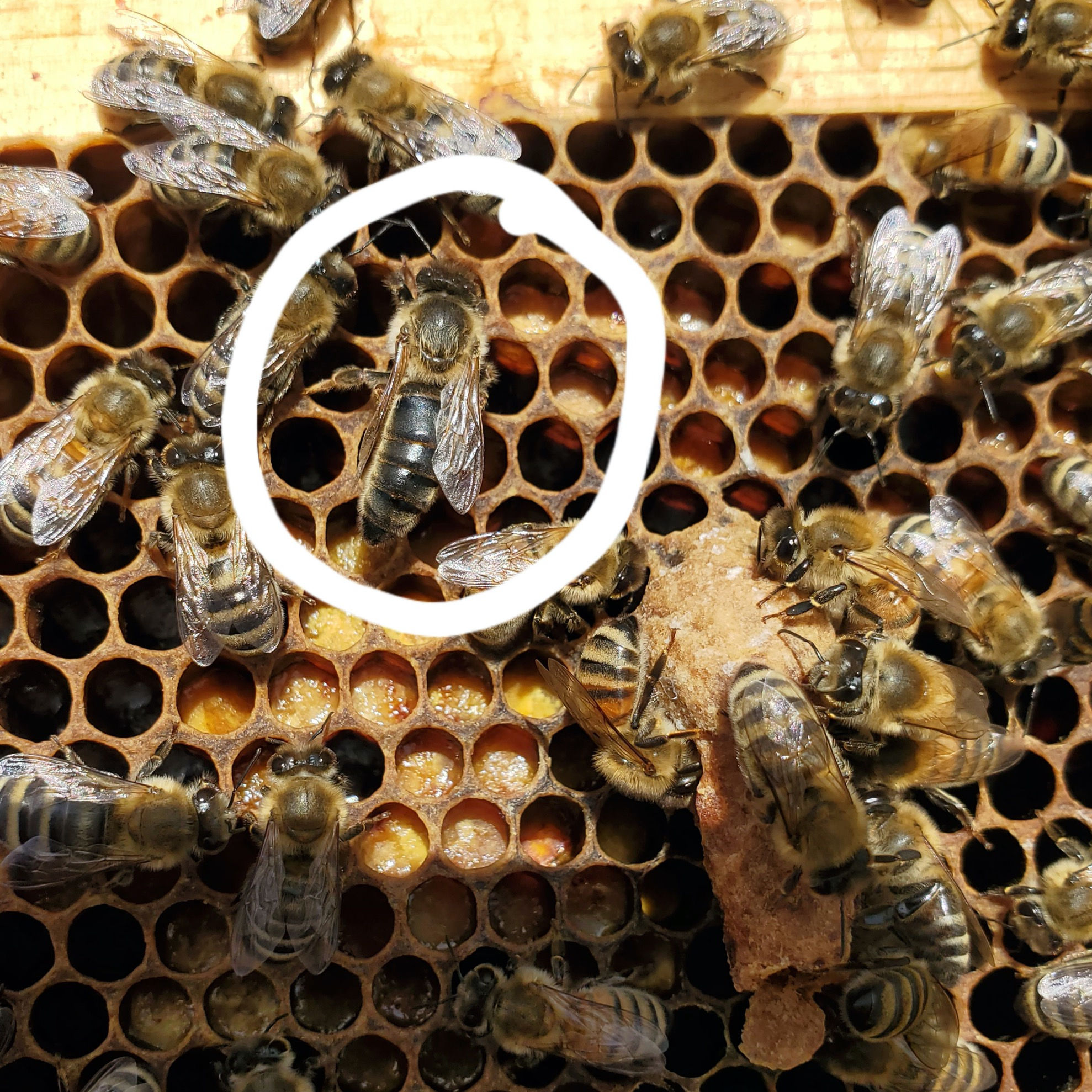 Queen Rearing and Grafting Masterclass