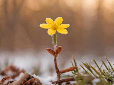 From Grief to Life