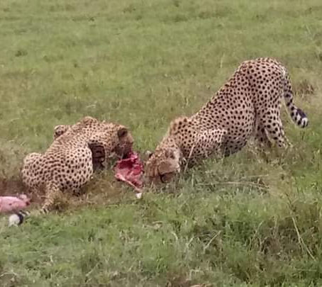 Welcome masai mara Kenya 