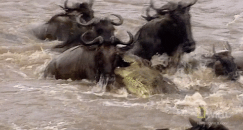 giphy (8).gif