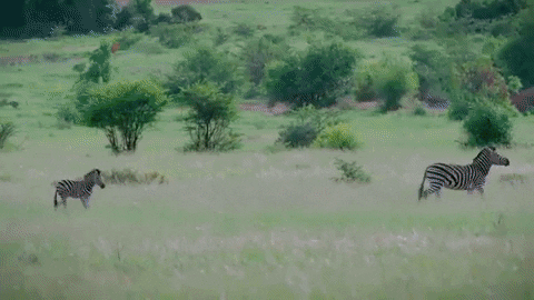 giphy (4).gif