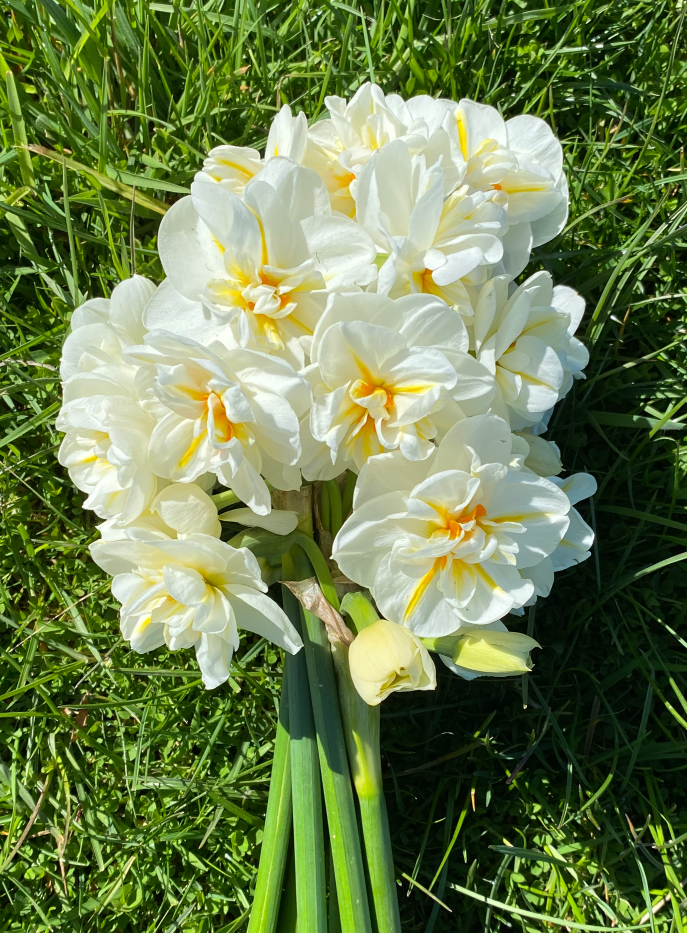 Sir Winston Churchill Daffodil