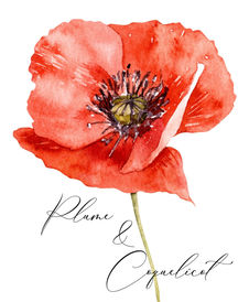 Bienvenue sur le blog de Plume & Coquelicot!