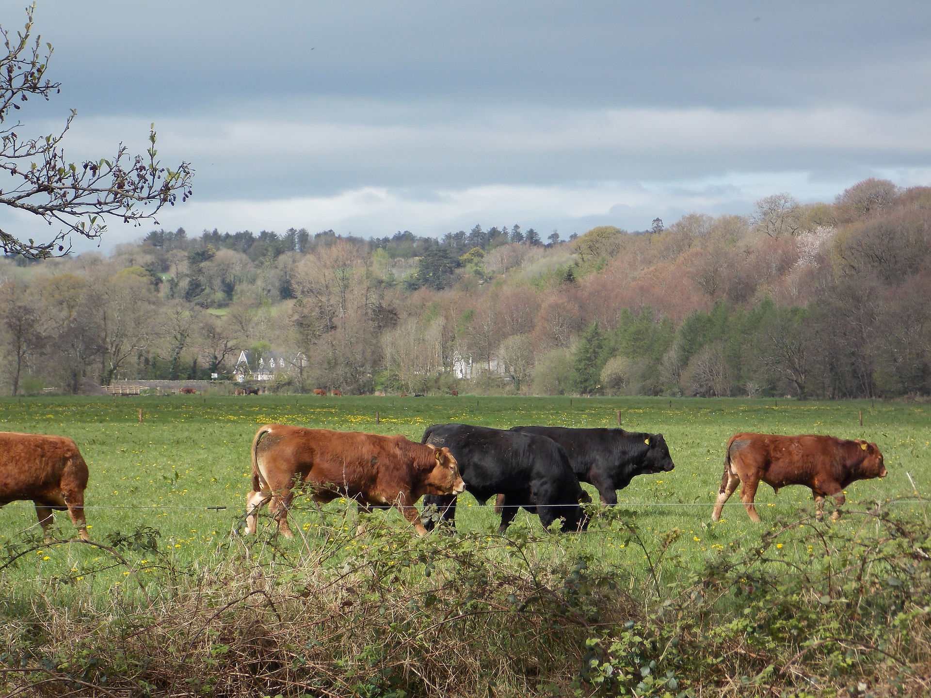 Blarney cows!
