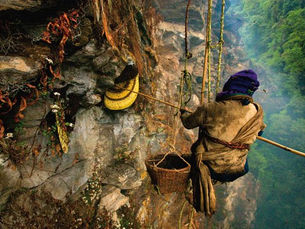 El Endulzante Más Saludable: Resuelto