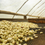 Thumbnail: ORGANIC PERU CAJAMARCA