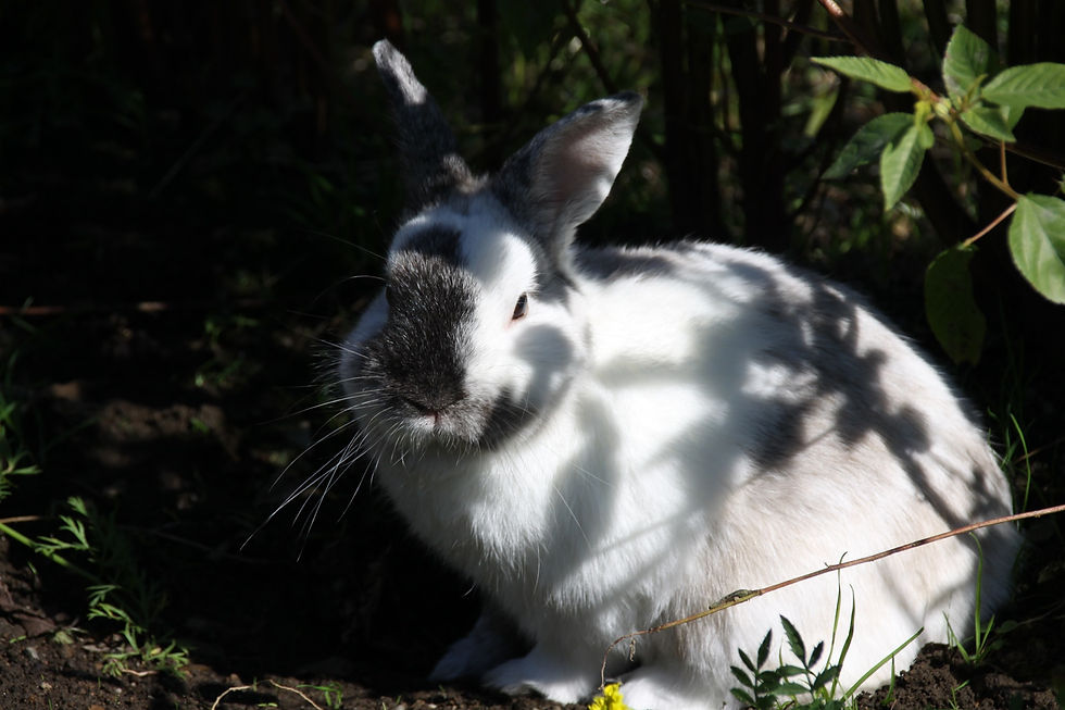 ロク（ウサギ）