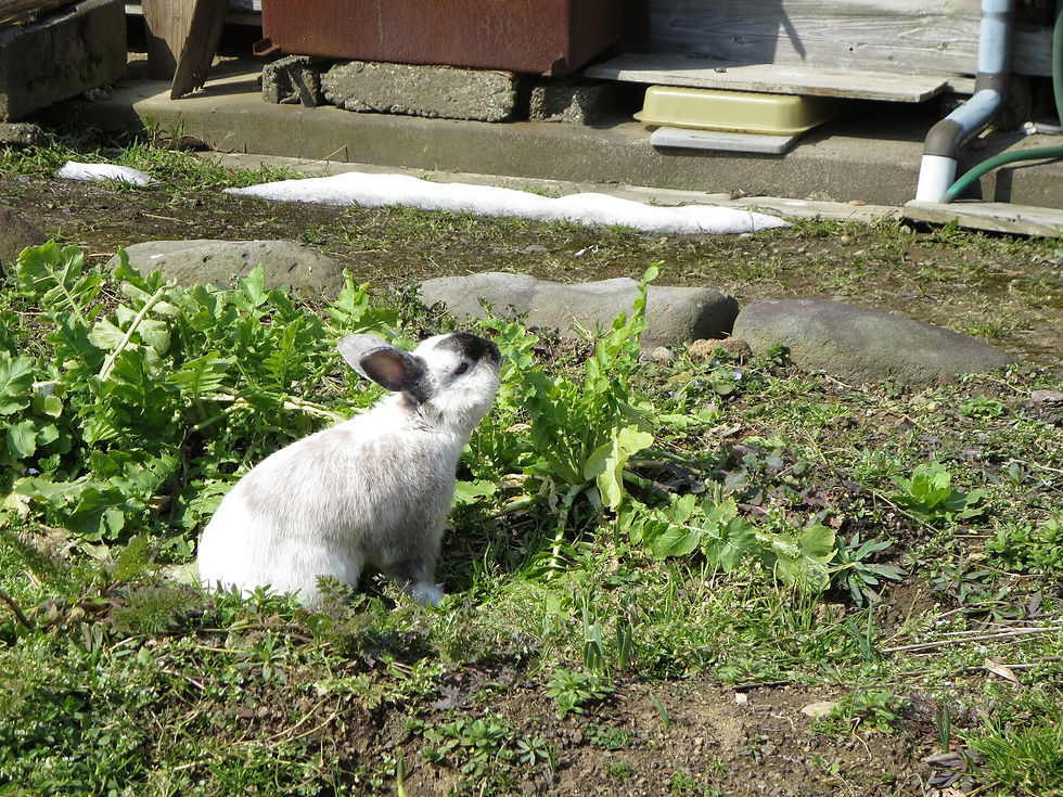 ロクと大根の葉