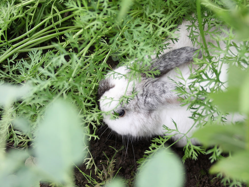 ろく（ウサギ）