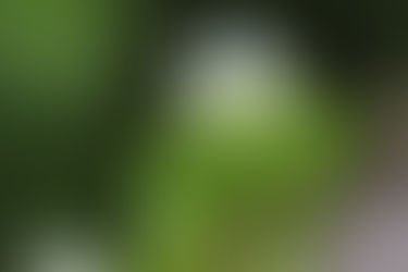 少し春らしく・・・