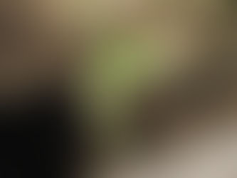 カボチャ、ひまわり、桃の木