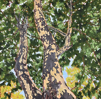 London Plane.jpg