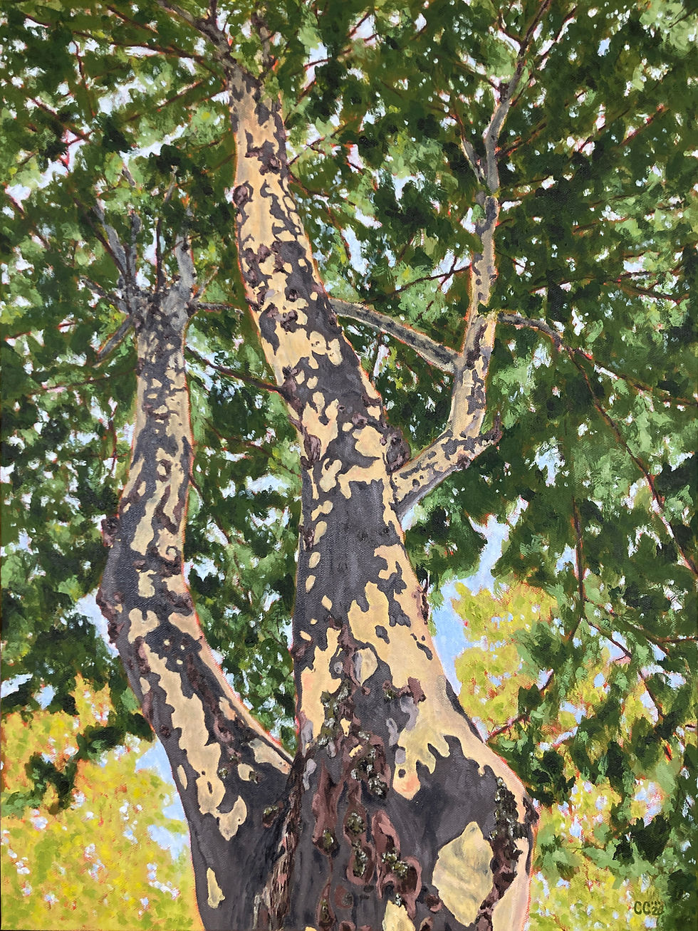 London Plane: A Discovery original oil painting of a London plane tree by Corrie Church.
