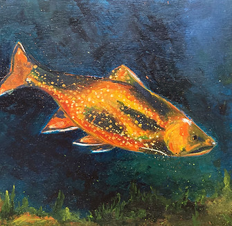 brook trout.jpg