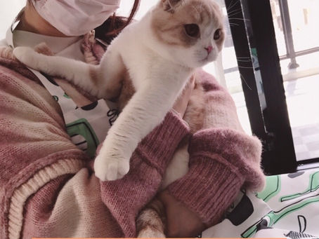 シニア犬猫の冬の寒さ対策❄️🧣🐾