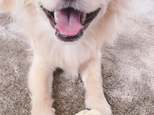 顧客様紹介🐶シッティングレポート🐾