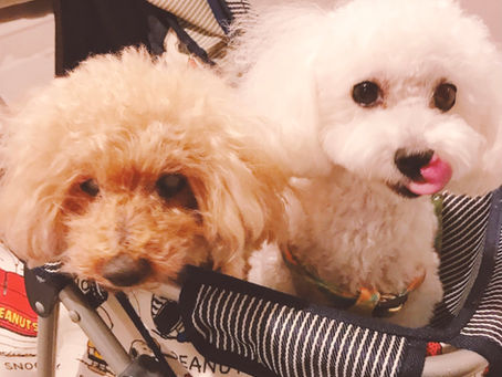 顧客様紹介🐶シッティングレポート🐾🐾