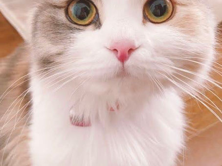 顧客様紹介🐱シッティングレポート🐾