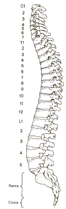 columna