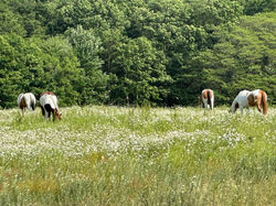 06042023 Brown Bear 20