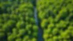 High angle view of a scenic hike through a wooded area