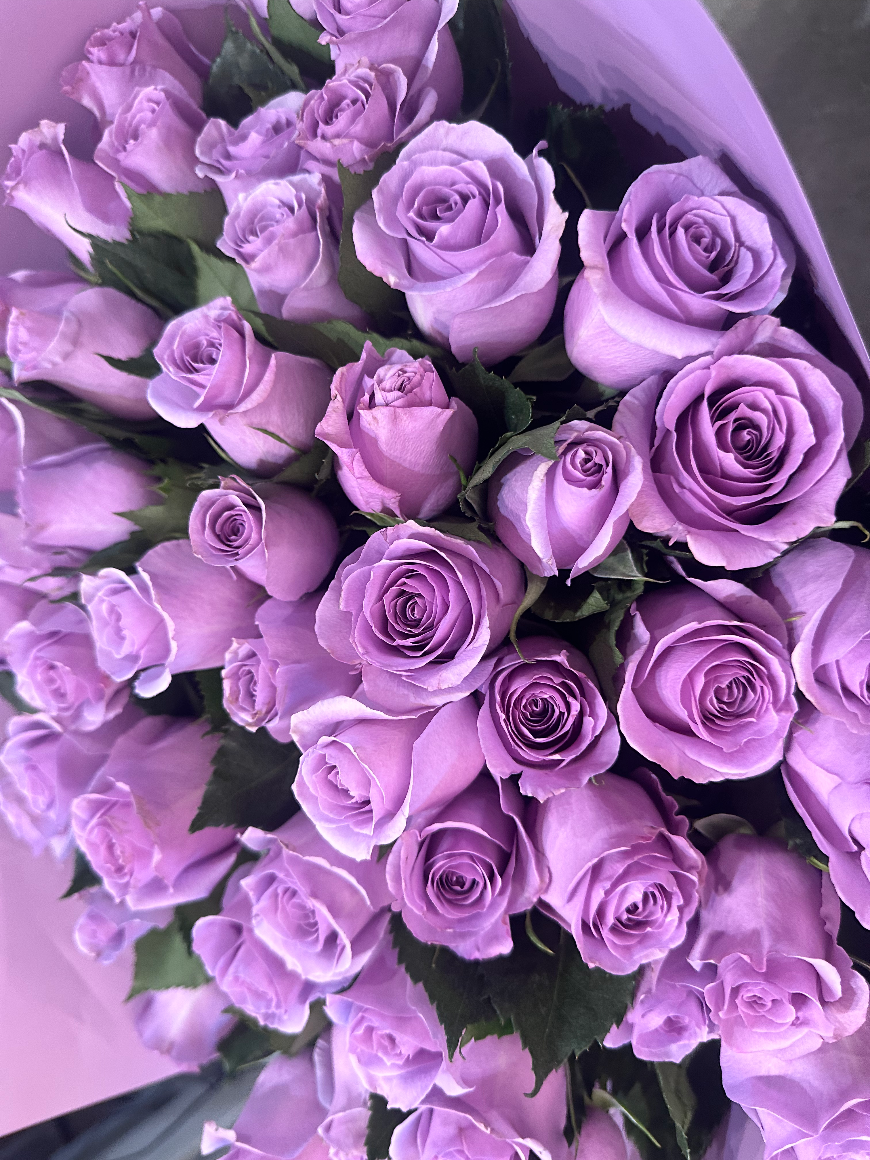 Lavender roses 