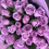 Thumbnail: Lavender roses 