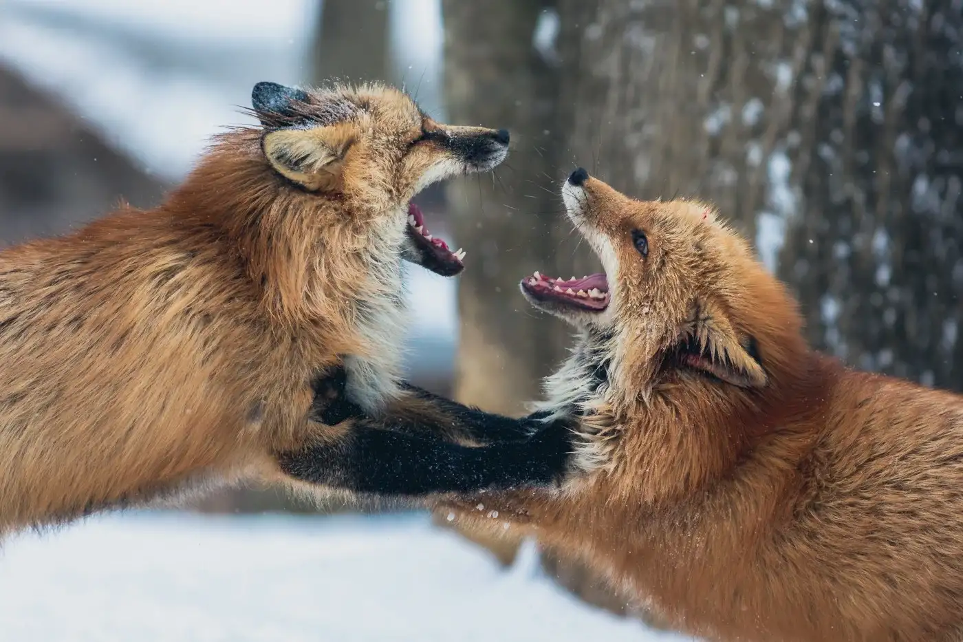 foxfighting.webp