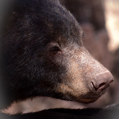 Bearizona Wildlife Park, Williams, AZ