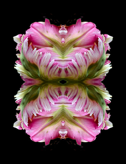 parrot tulip quad.jpeg