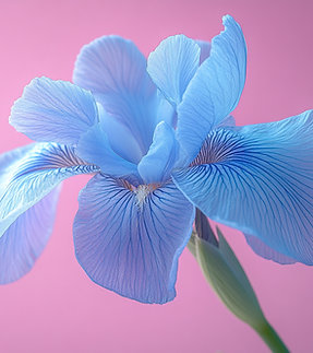 theangrytaco_Minimalism_Iris_flower_4k_Ultra_Detailed_--ar_10_b06f5ce3-f14c-46d7-8331-578d