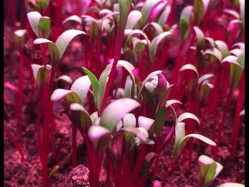 The secret life of Micro Herbs