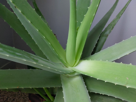Aloe Vera: Biljka života i moćni napitak za zdravlje
