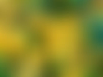 ゆずコンフィ、やっとご用意できました!