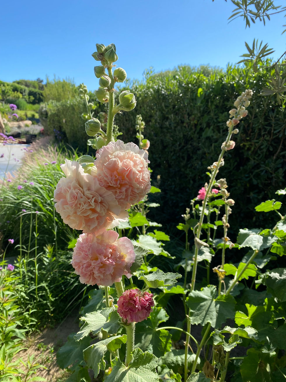 Hollyhocks borders in Porto Rafael.