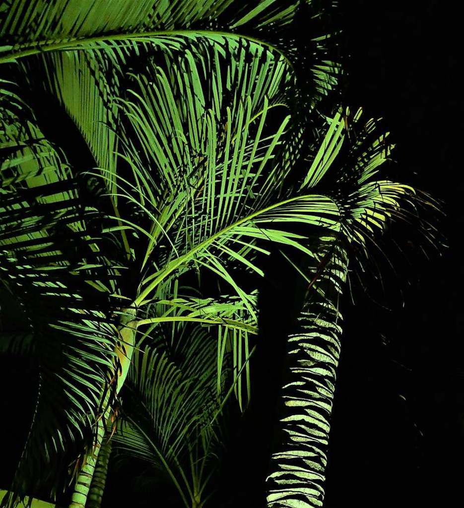 palms at night