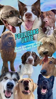 HappyDogsCentralCoast.jpg