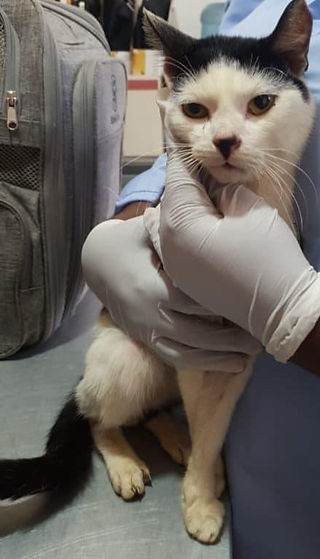 A cat with a white face and black on top of his head held by 2 hands with sterile gloves in Uganda. 